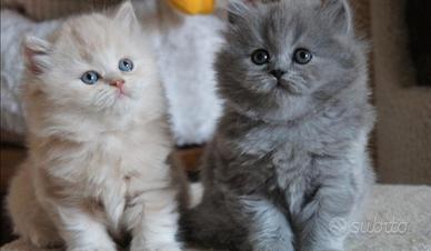 Gatto cucciolo peloso