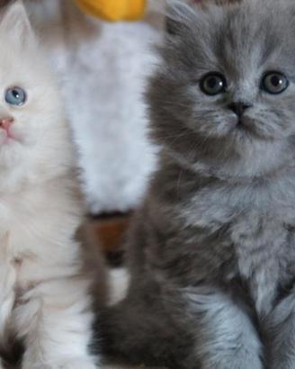 Gatto cucciolo peloso