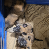 Cuccioli di pastore belga malinois