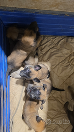 Cuccioli di pastore belga malinois