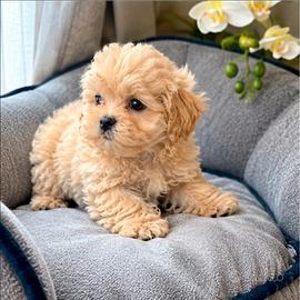 Cuccioli maltipoo mini toy