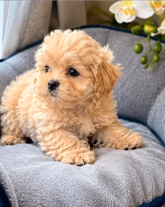 Cuccioli maltipoo mini toy