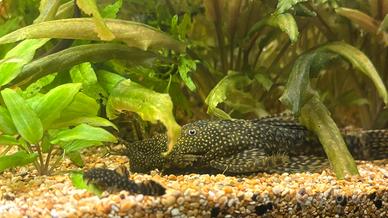 Baby Ancistrus nati in acquario