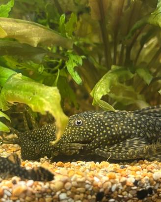Baby Ancistrus nati in acquario