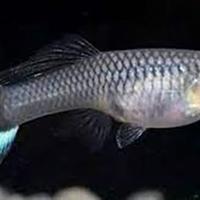 Pesci ampullarie caridine e piante