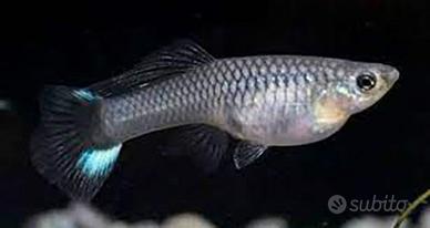 Pesci ampullarie caridine e piante