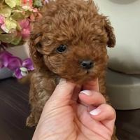 Cuccioli barboncino toy