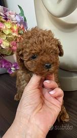 Cuccioli barboncino toy