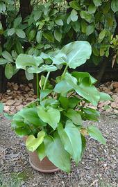 Piante calla grandi, sane in vaso. ne ho 3.