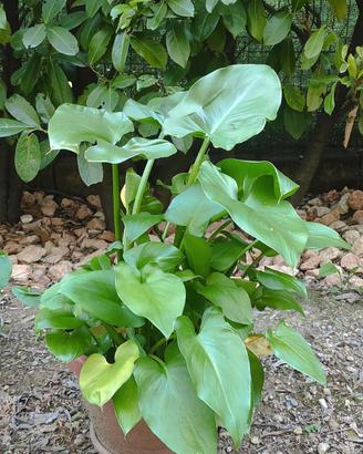Piante calla grandi, sane in vaso. ne ho 3.