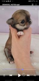 Chihuahua maschio con pedigree enci