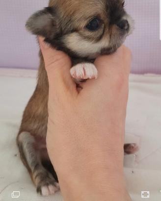 Chihuahua maschio con pedigree enci