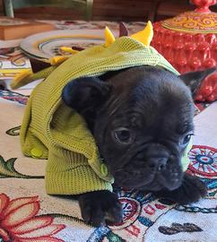 Cucciolo femmina bulldog francese