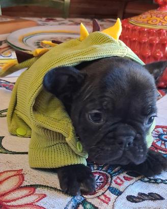 Cucciolo femmina bulldog francese