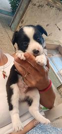 Cuccioli di border collie è tricolore sani giocher