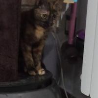 Sendy gattina 4 mesi