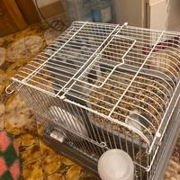 Vendesidue criceti ,sono coppia