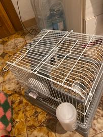 Vendesidue criceti ,sono coppia