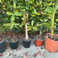 Piantine di Banano in vaso – varie misure