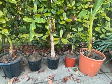 Piantine di Banano in vaso – varie misure