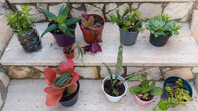 10 piante grasse