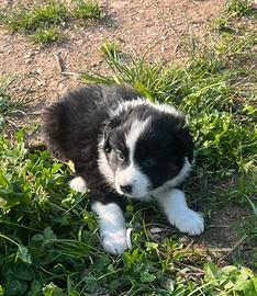 Cuccioli border collie