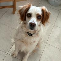 Giulio cane dolce e adulto