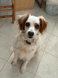 Giulio cane dolce e adulto