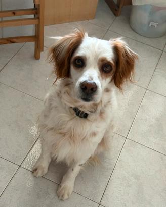 Giulio cane dolce e adulto