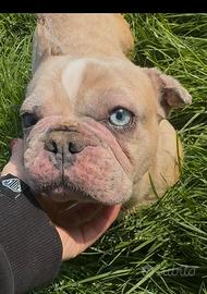 Allevamento affida in famiglia femmina French