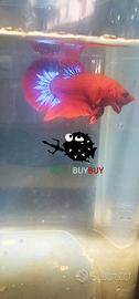 Coppia RED HELL BOY BETTA