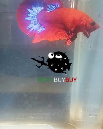 Coppia RED HELL BOY BETTA