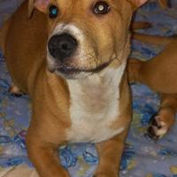Incrocio tra Pitbull e bastardino