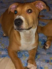Incrocio tra Pitbull e bastardino