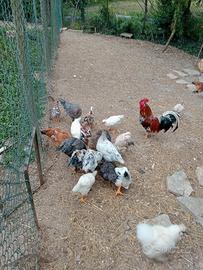 Galli da riproduzione