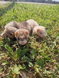 Furetti baby