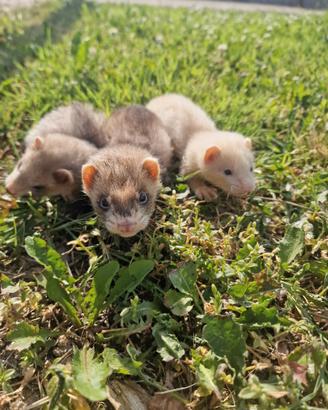 Furetti baby