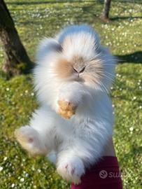 Coniglietta nana arieta con pelo d'angora