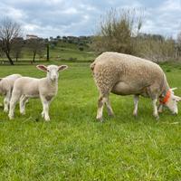 Agnelli pura razza berrichon
