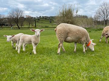 Agnelli pura razza berrichon