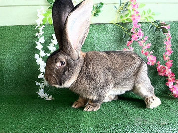 Conigli giganti e oche kolmogori oche industriali