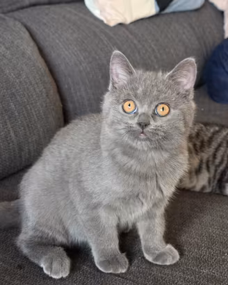 Due femmine Scottish fold e straight 
