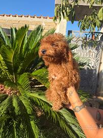 Barboncino tot