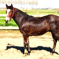 Puledro criollo 1 anno