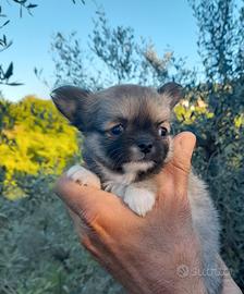 Cucciolo di chihuahua