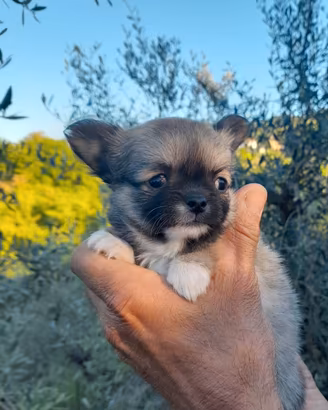 Cucciolo di chihuahua
