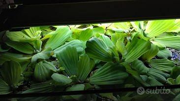 Pistia gigante fiorita