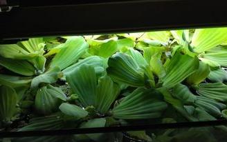 Pistia gigante fiorita