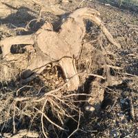 Ceppi in legno di noce