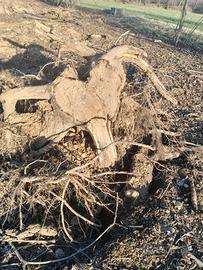 Ceppi in legno di noce